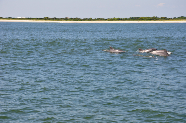 3 dolphins